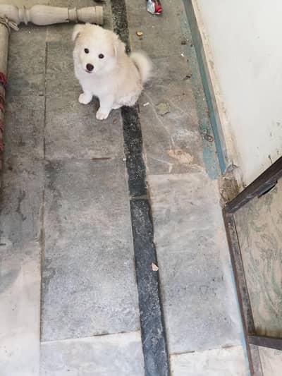 Russian dog for sale