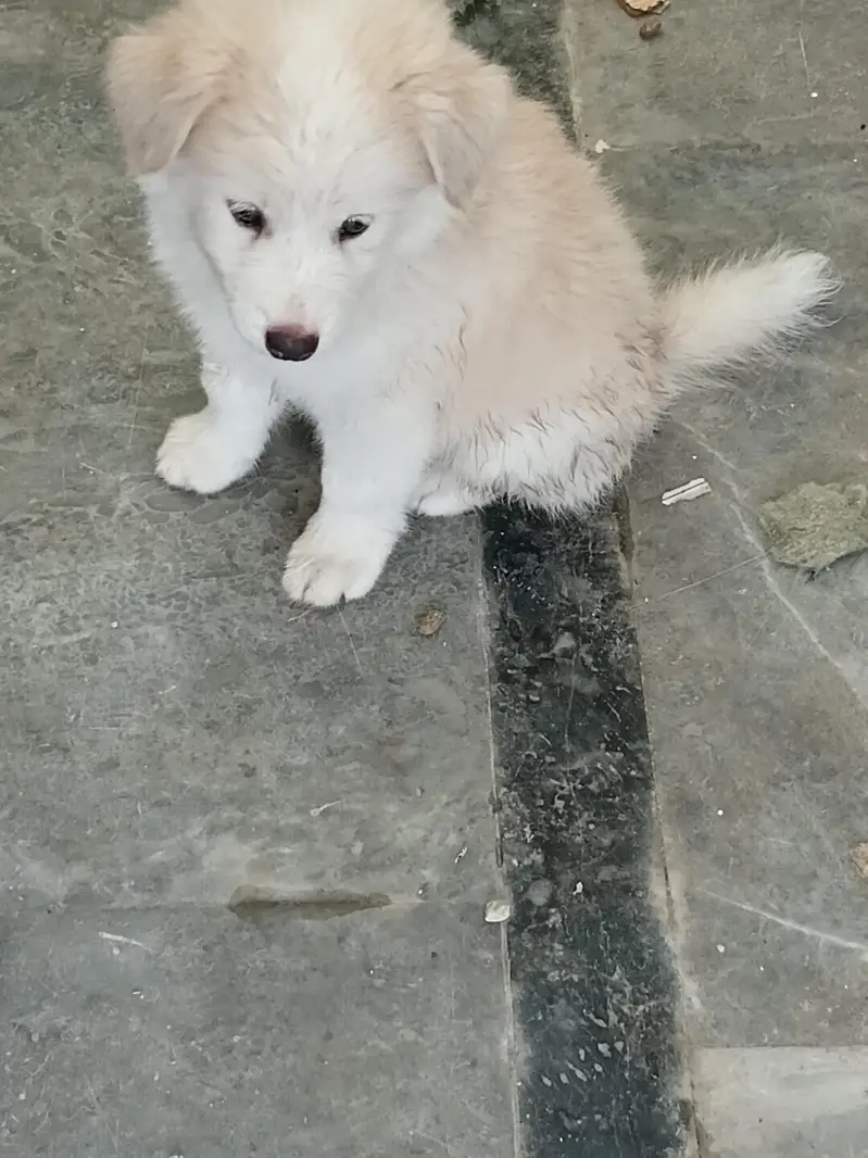Russian dog for sale — photo 2