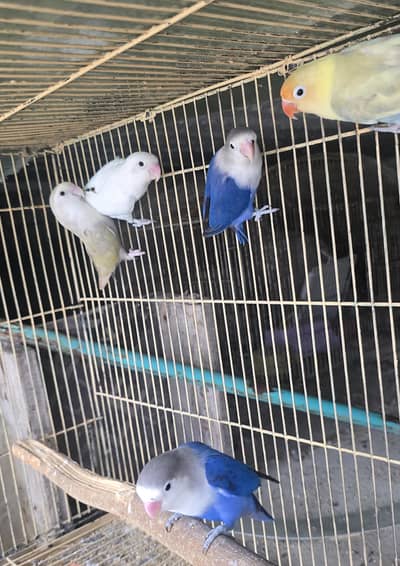 Love birds