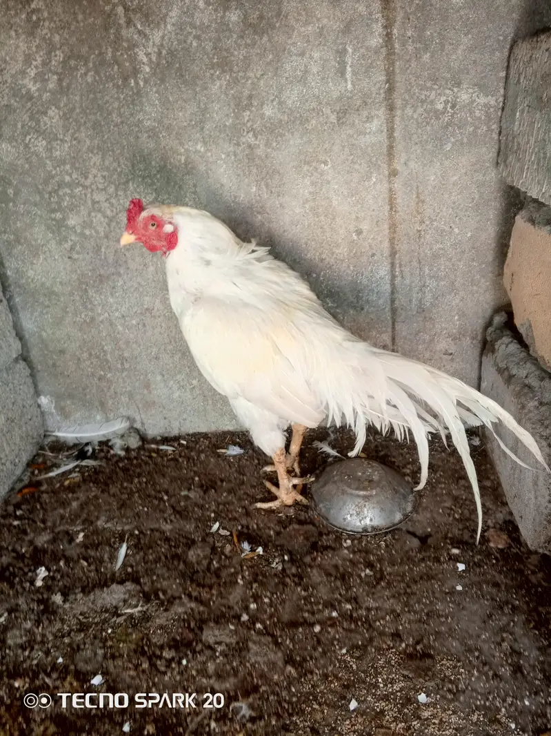 pathy aseel murga — photo 2