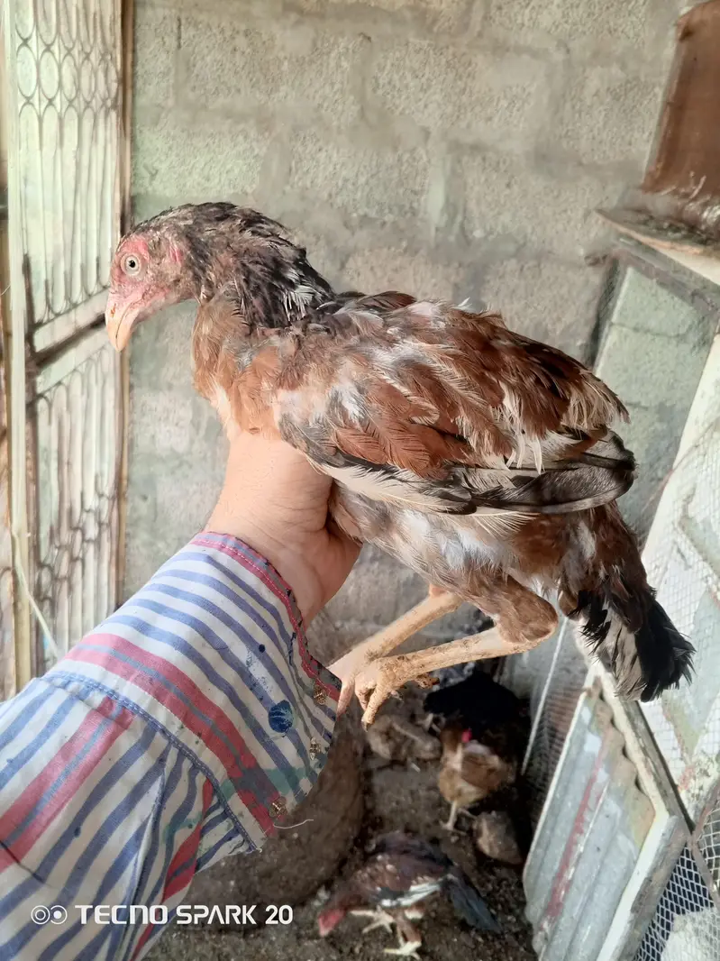 pathy aseel murga — photo 4