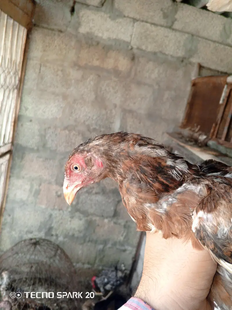 pathy aseel murga — photo 6