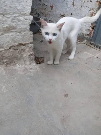 cats for sale