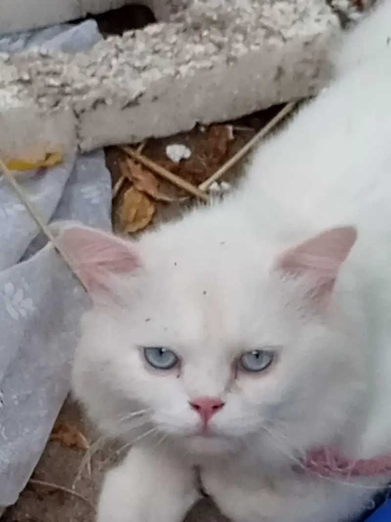 cats for sale — photo 2