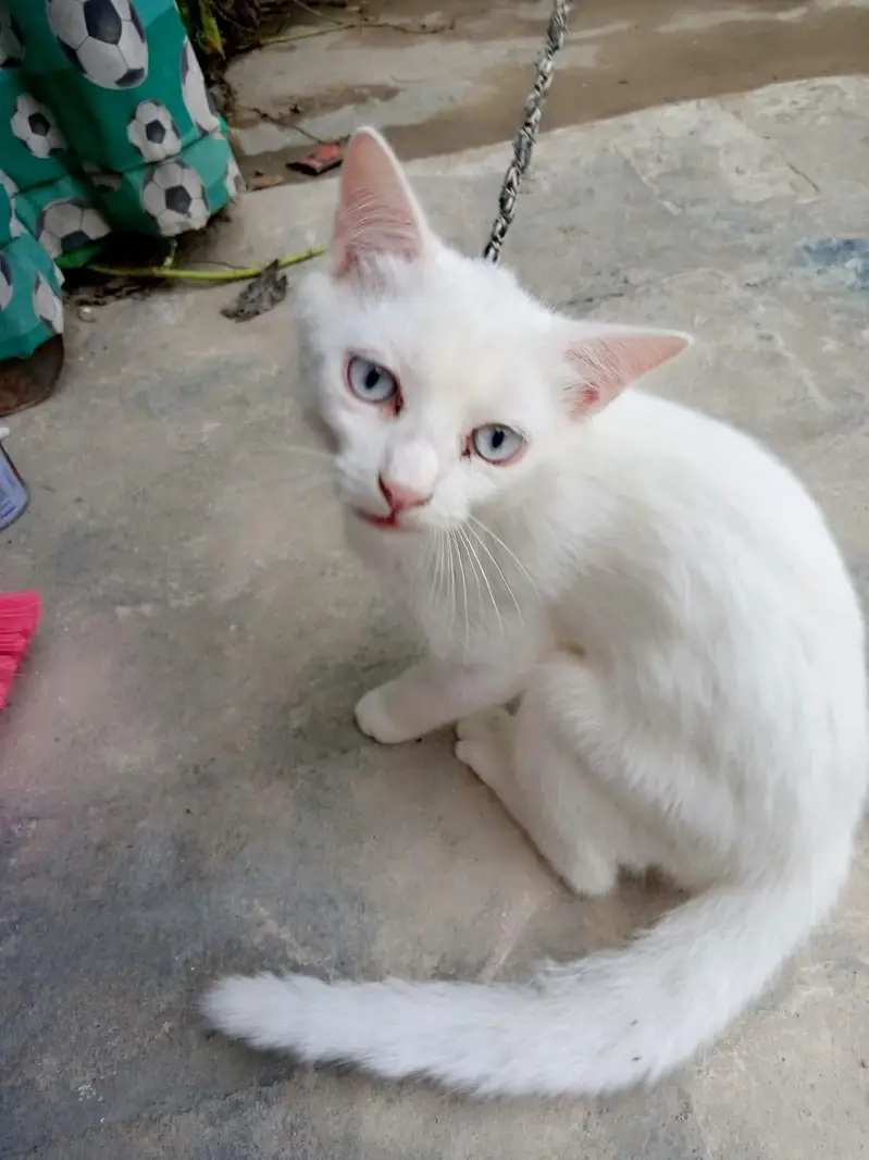 cats for sale — photo 3