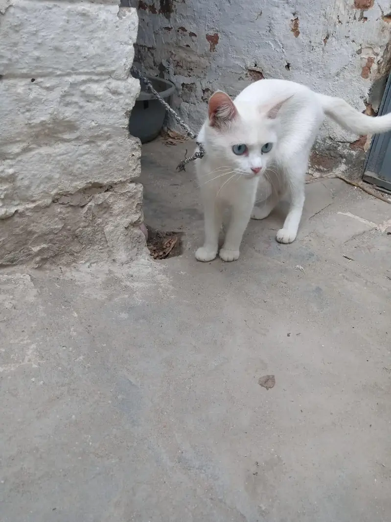 cats for sale — photo 4