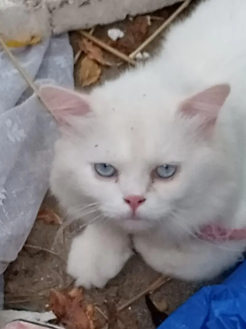 cats for sale — photo 5