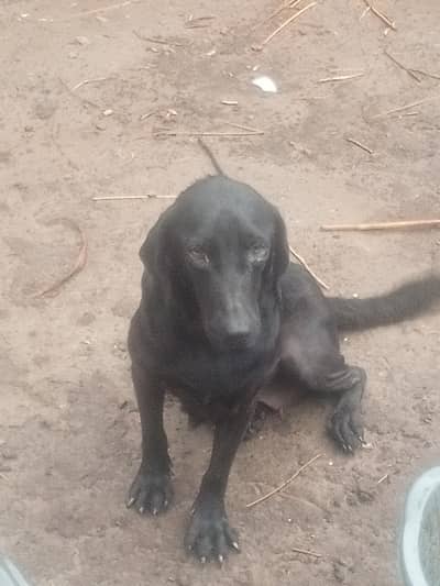 Labrador female