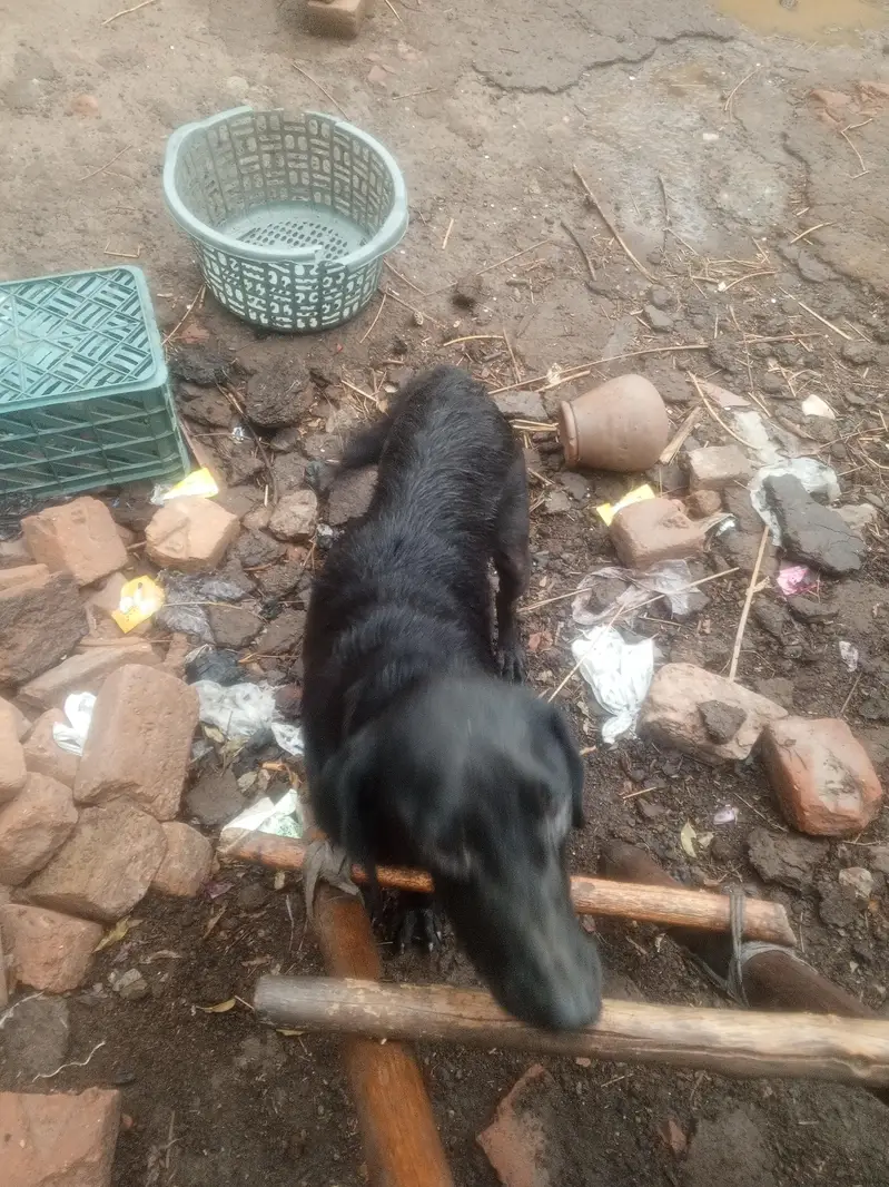 Labrador female — photo 2