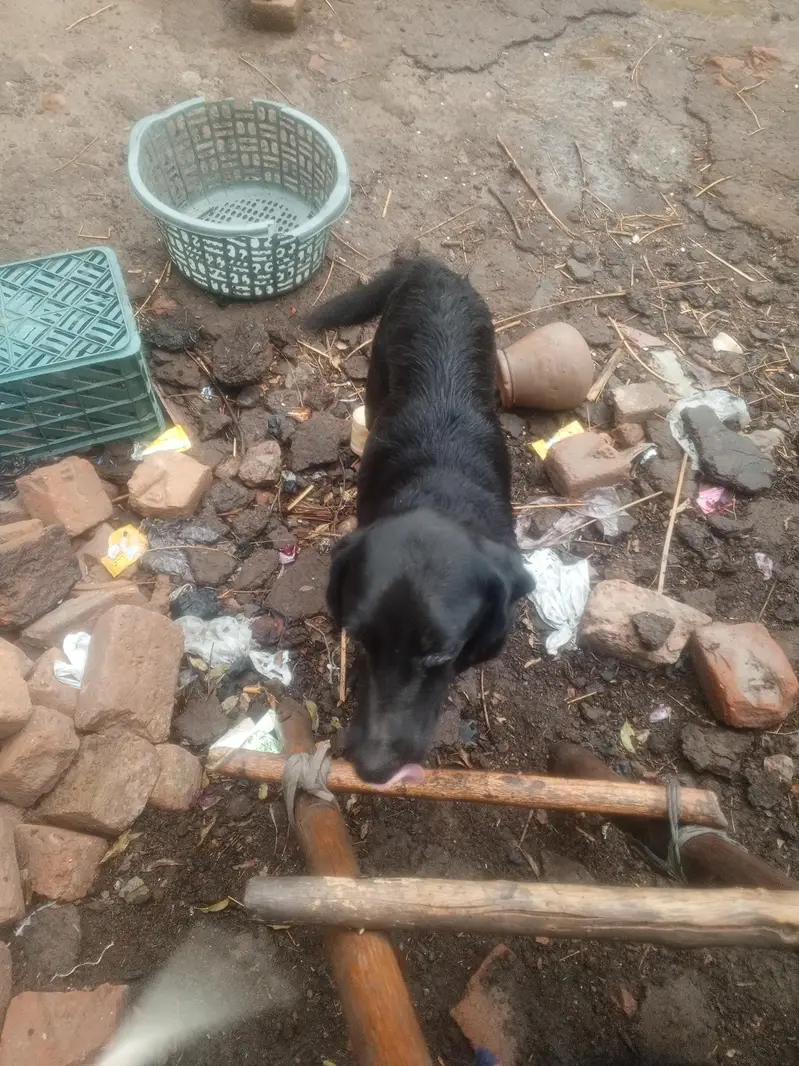 Labrador female — photo 3