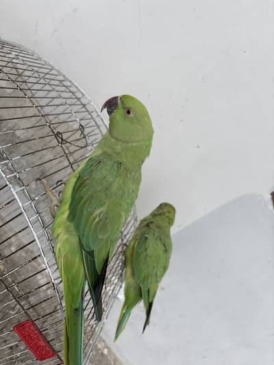 Parrots for sale