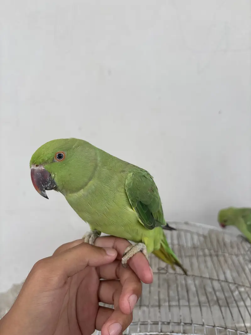 Parrots for sale — photo 2