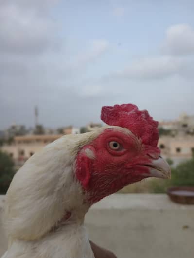 healthy and active piar breed kar rha ha
