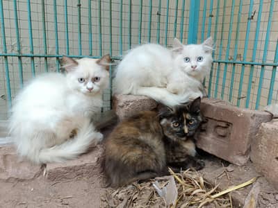 Persian cats available with kittens