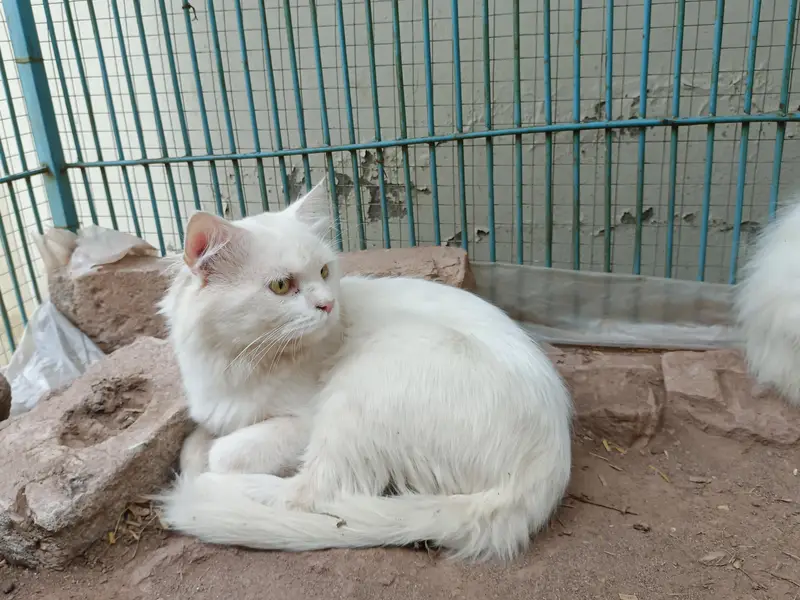 Persian cats available with kittens — photo 2