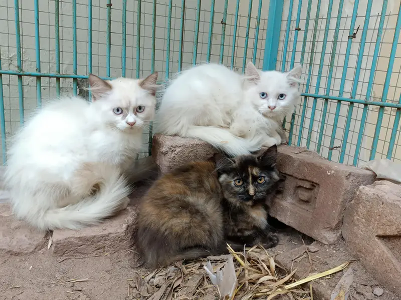 Persian cats available with kittens — photo 3
