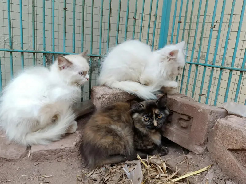 Persian cats available with kittens — photo 4