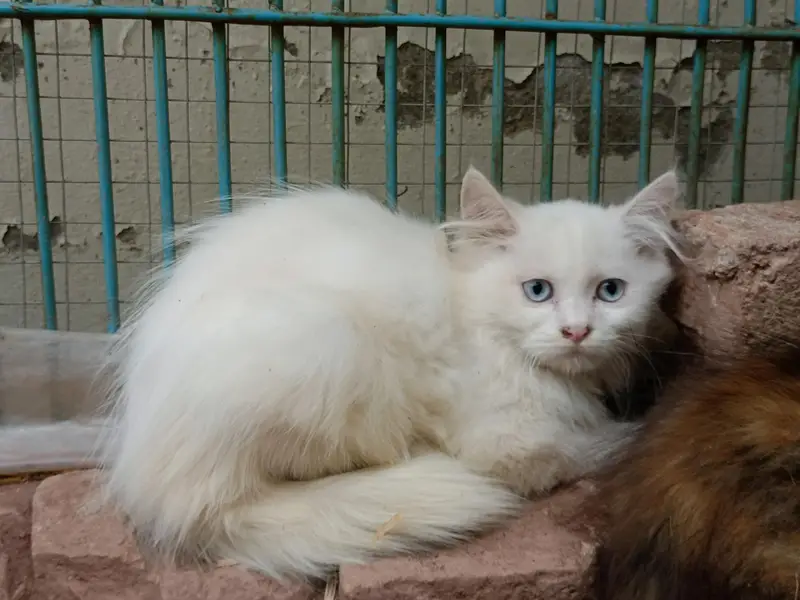 Persian cats available with kittens — photo 5