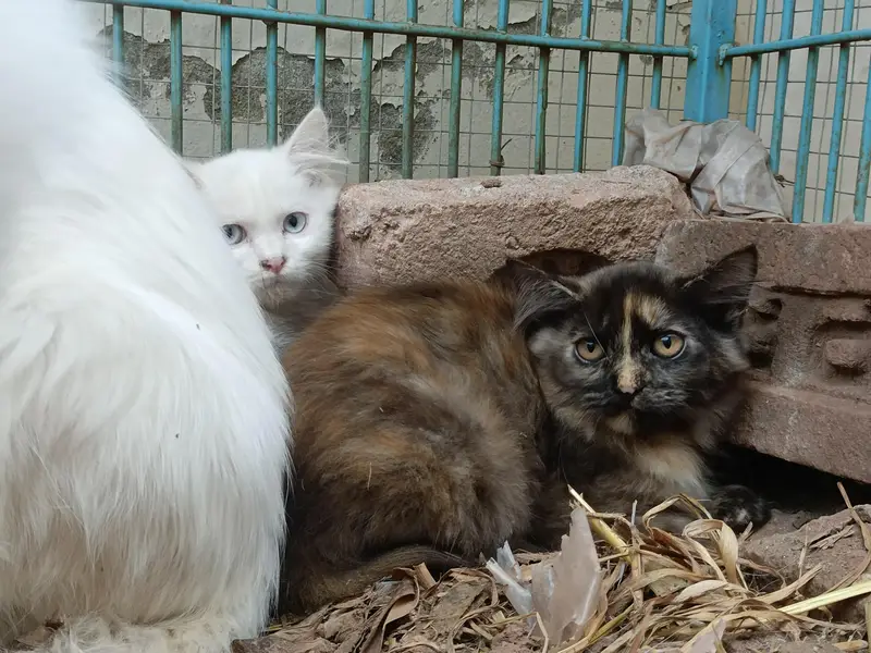 Persian cats available with kittens — photo 6