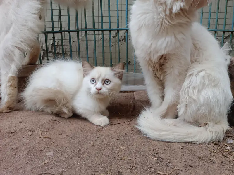 Persian cats available with kittens — photo 7
