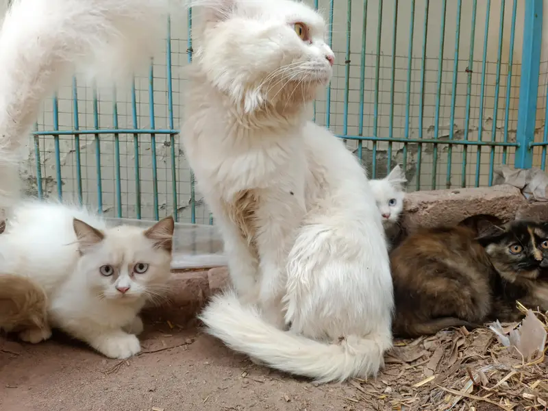 Persian cats available with kittens — photo 8