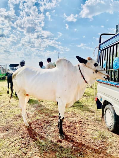 bull urgent for sell