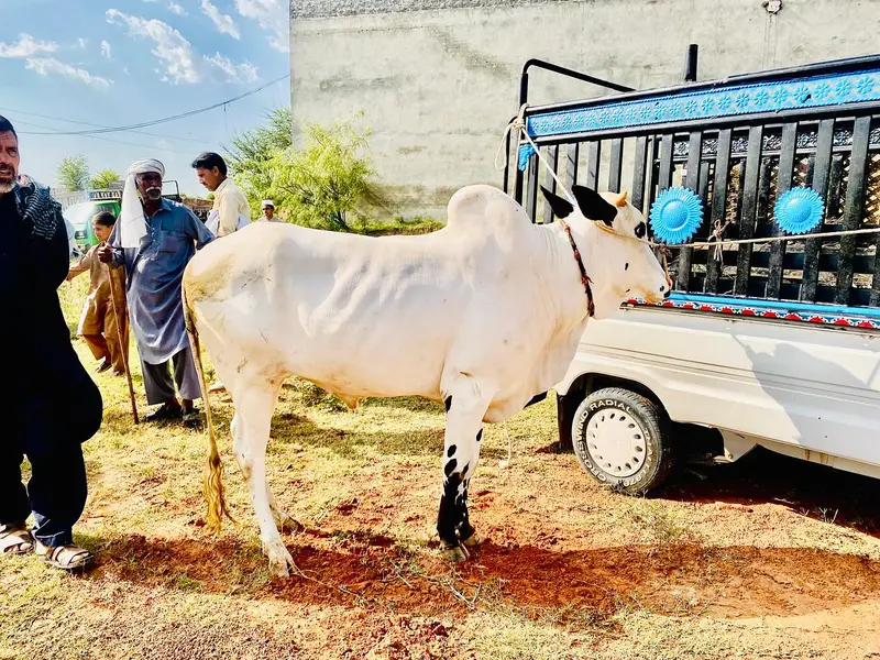 bull urgent for sell — photo 2