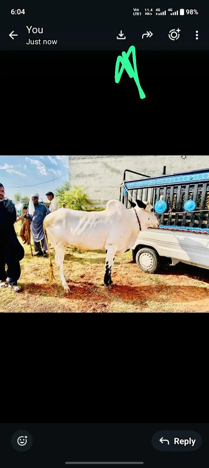 bull urgent for sell — photo 3