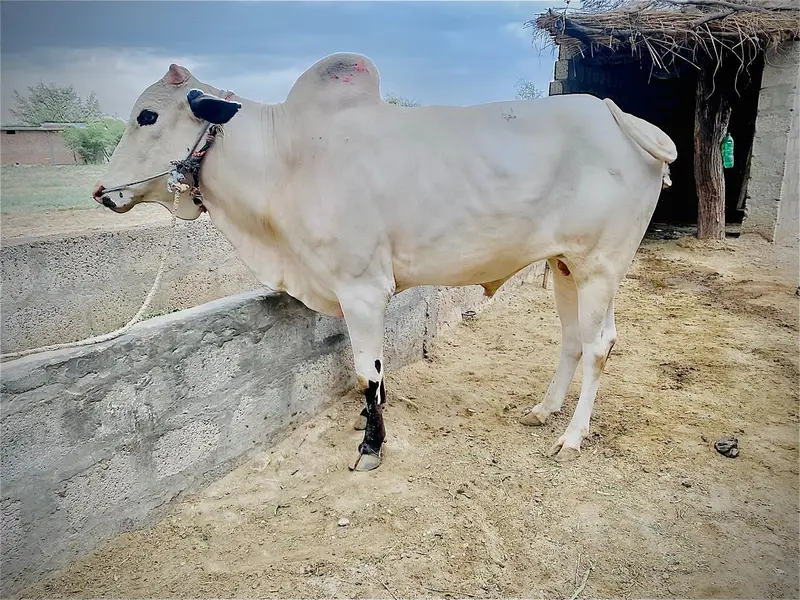 bull urgent for sell — photo 4