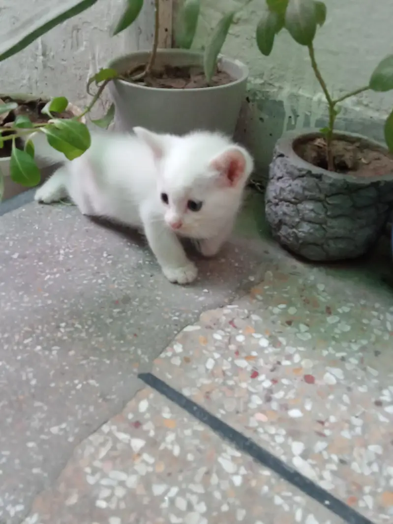Persian kittens — photo 4