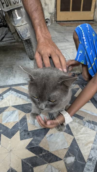 grey cat