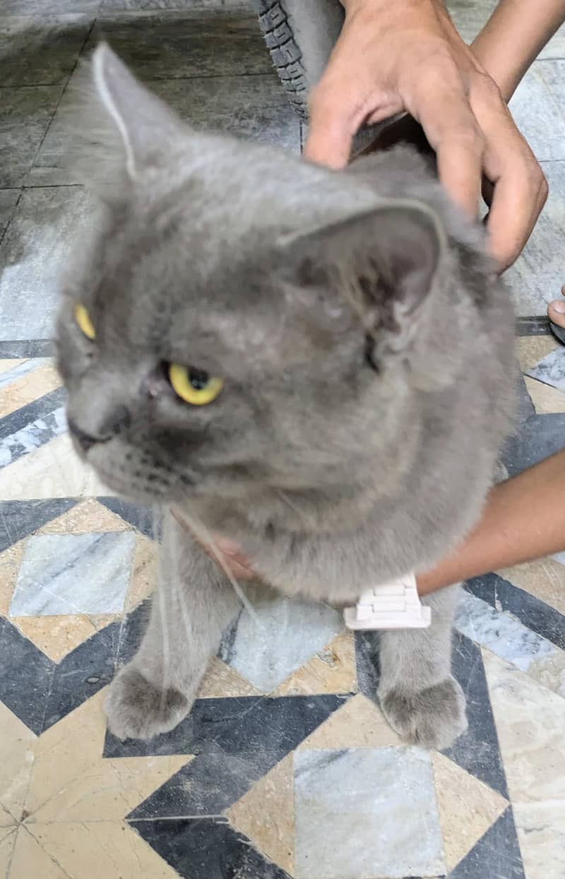 grey cat 1
