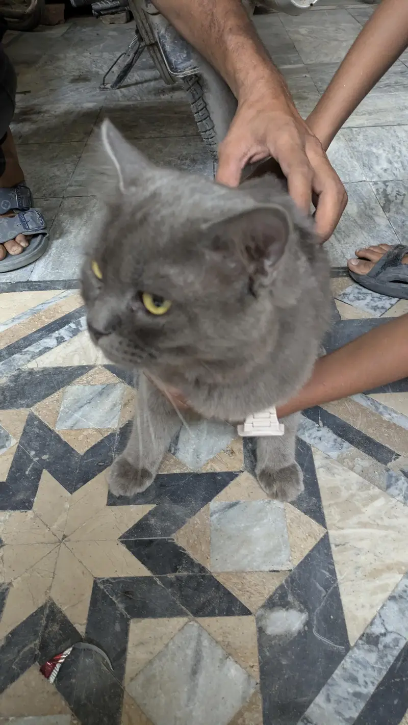 grey cat — photo 3