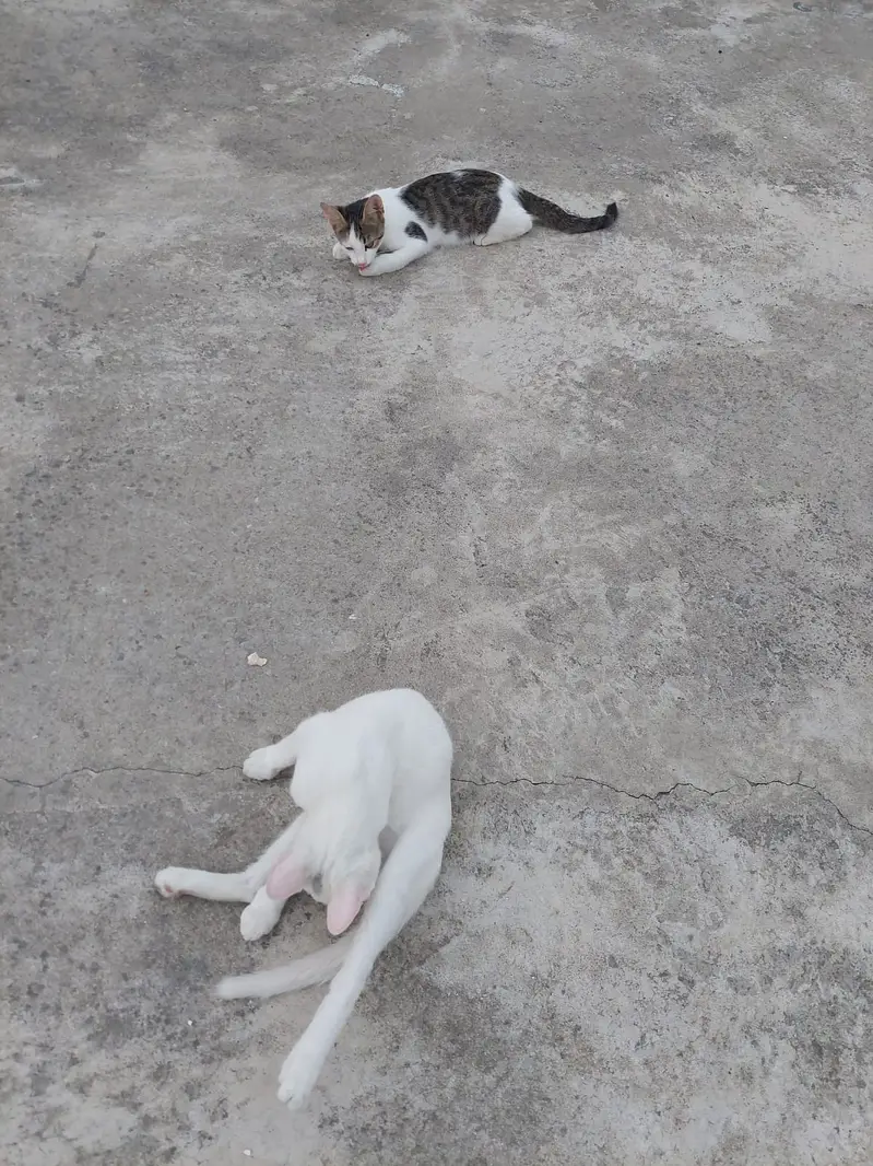 Turkish Angora Baby Cat || Very beautiful || litter trained — photo 2