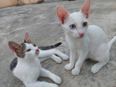 Turkish Angora Baby Cat || Very beautiful || litter trained