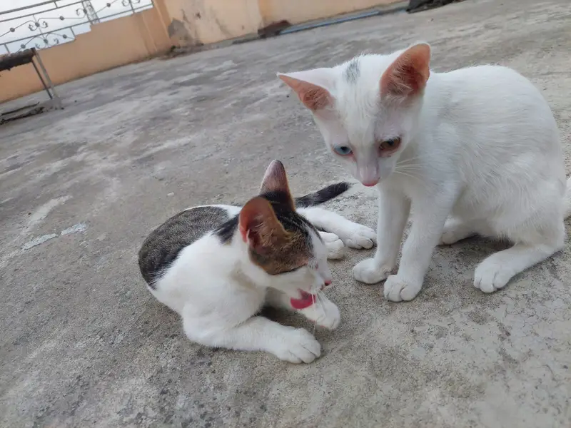 Turkish Angora Baby Cat || Very beautiful || litter trained — photo 3