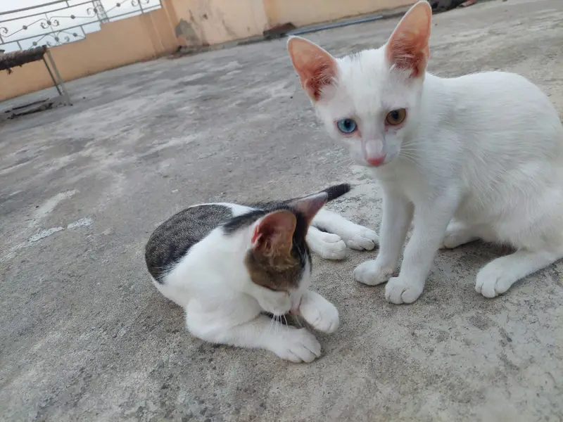 Turkish Angora Baby Cat || Very beautiful || litter trained — photo 4