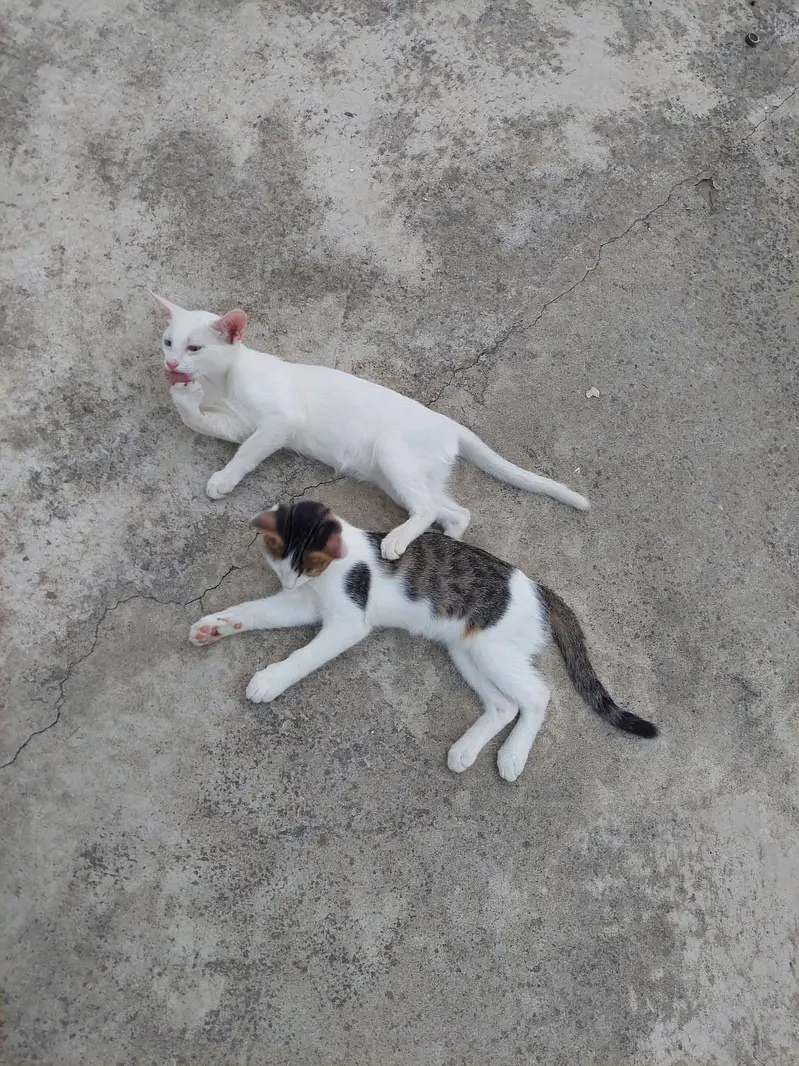 Turkish Angora Baby Cat || Very beautiful || litter trained — photo 5