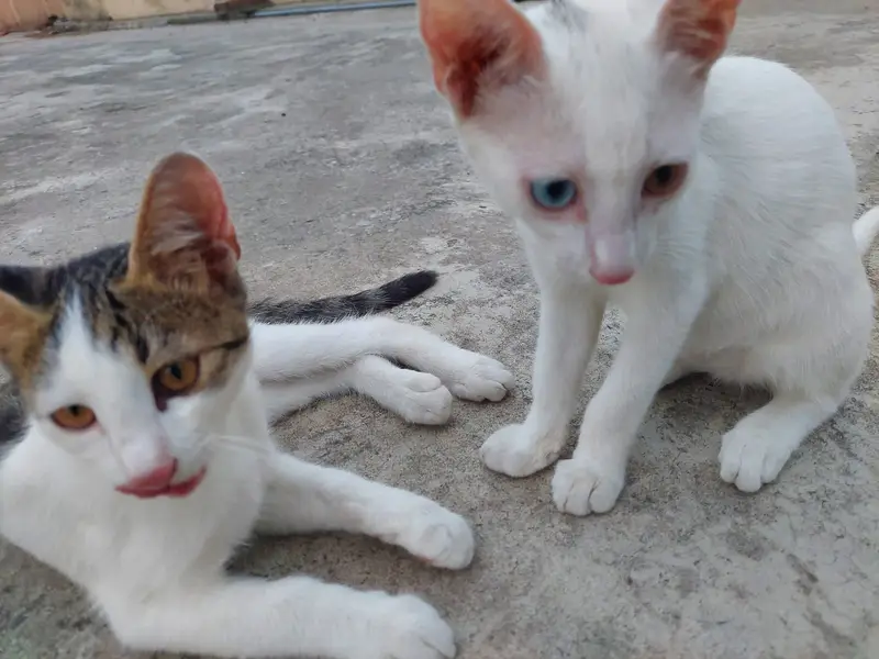 Turkish Angora Baby Cat || Very beautiful || litter trained — photo 6
