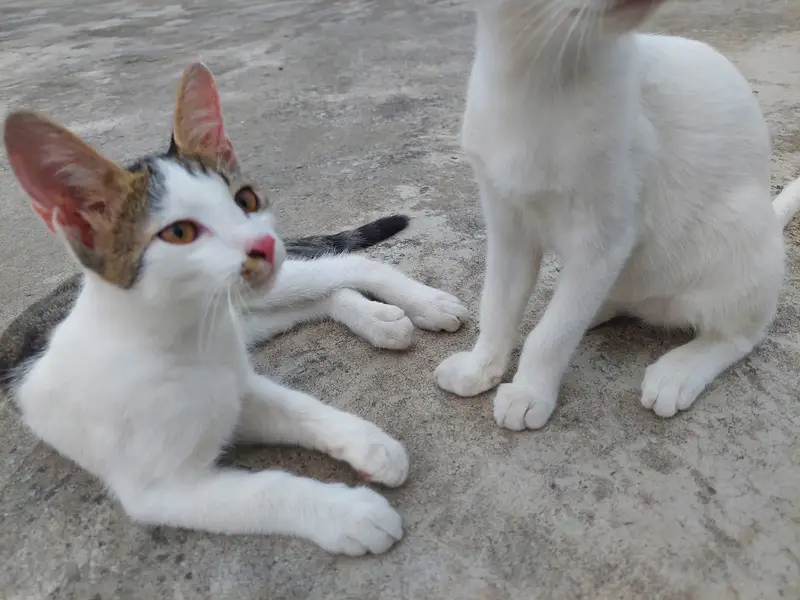 Turkish Angora Baby Cat || Very beautiful || litter trained — photo 7
