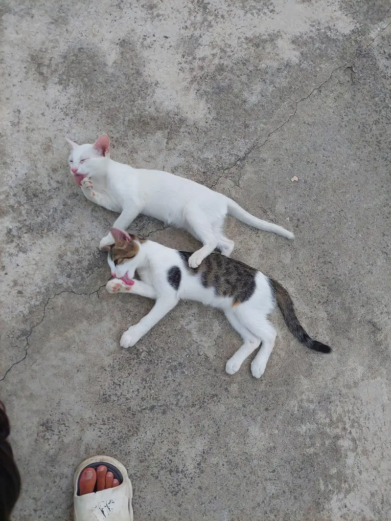 Turkish Angora Baby Cat || Very beautiful || litter trained — photo 8