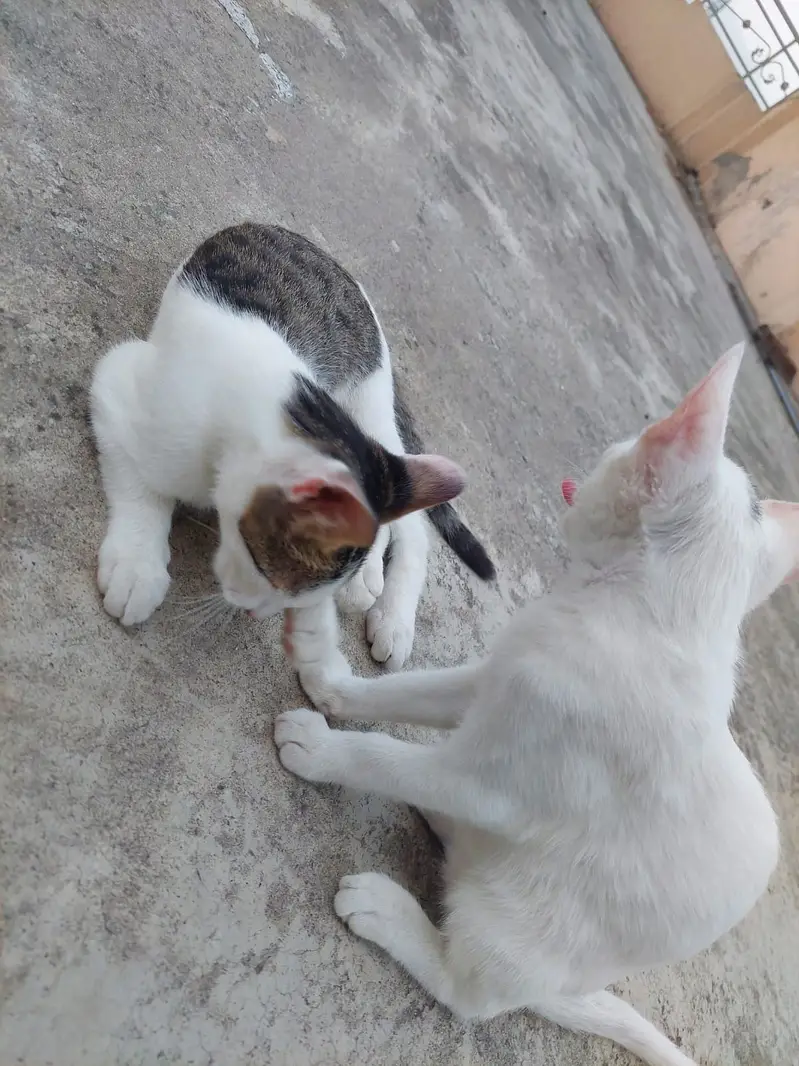 Turkish Angora Baby Cat || Very beautiful || litter trained — photo 9