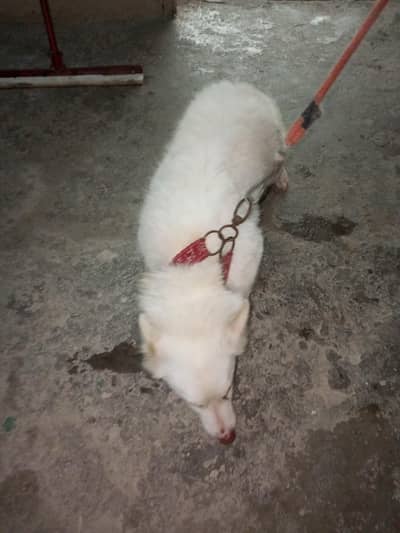 dog sell