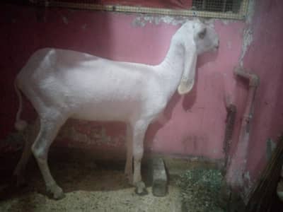 Larkhana Dumba