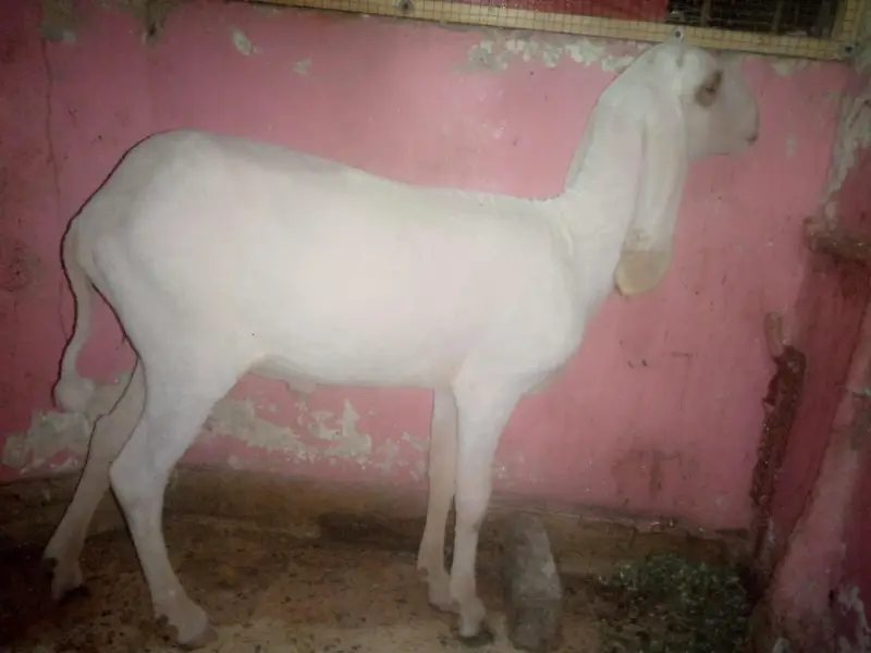 Larkhana Dumba — photo 2