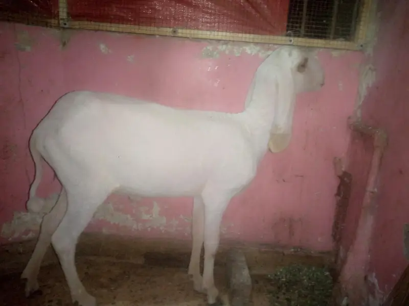 Larkhana Dumba — photo 3