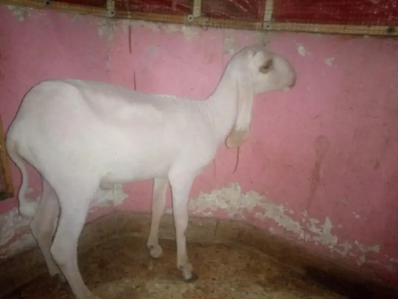 Larkhana Dumba — photo 4