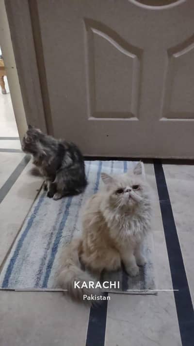 Pike face triple coat with Lion cut hair