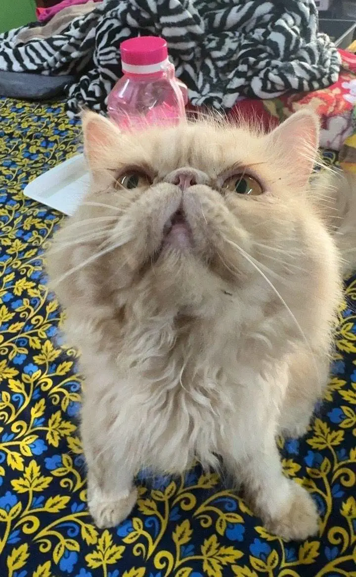 Pike face triple coat with Lion cut hair — photo 3