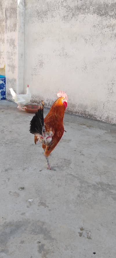 pair of hen
